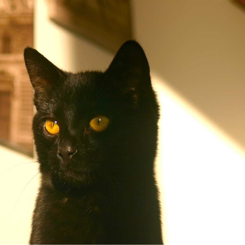 Meet your Posher, Eclectic Cat